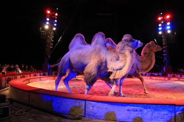 Krone2011   132.jpg